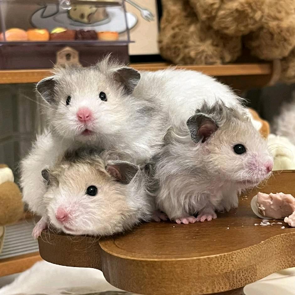 云顶顶小熊铺🐻