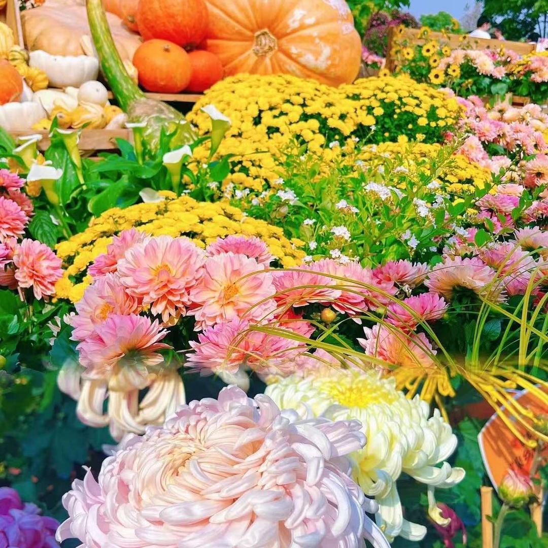 成都·非遗园首届菊花艺术节