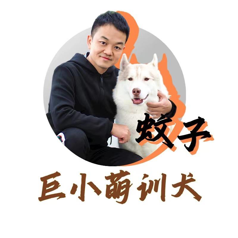 巨小萌训犬