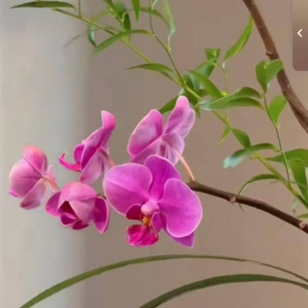 香sd-—香直播号