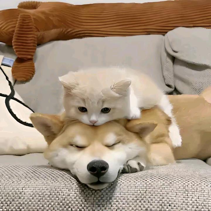 海顺宠物🐶