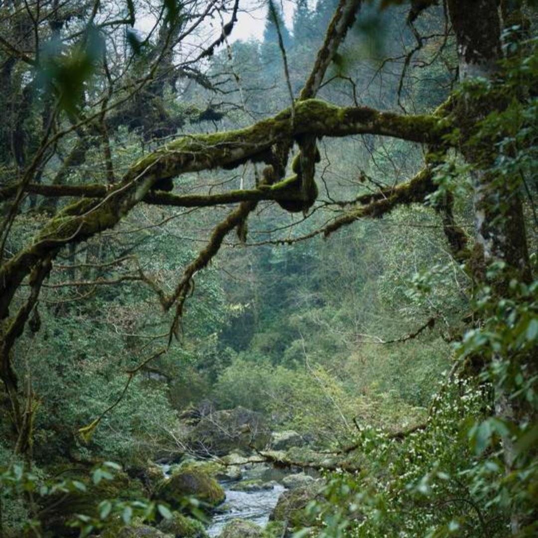 雅安龙苍沟森林公园|福利号