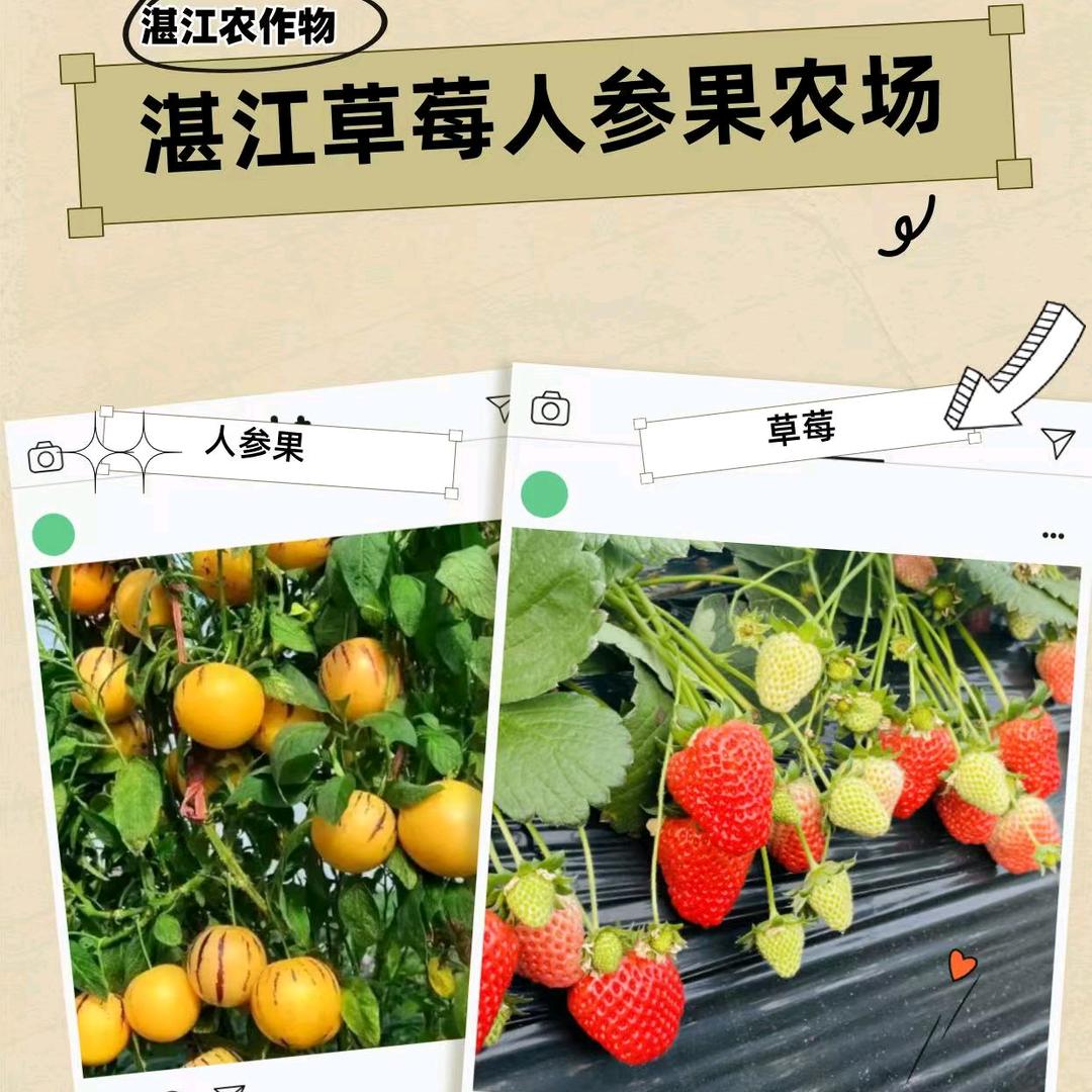 湛江草莓人参果种植农场