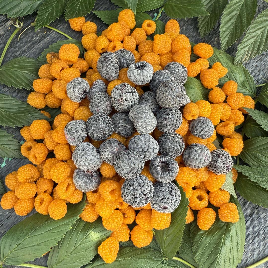 昆明市阿涛家水果采摘园