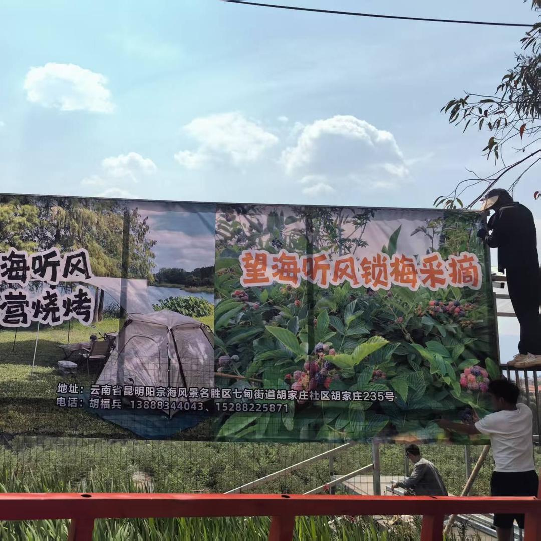 望海听风锁梅采摘园