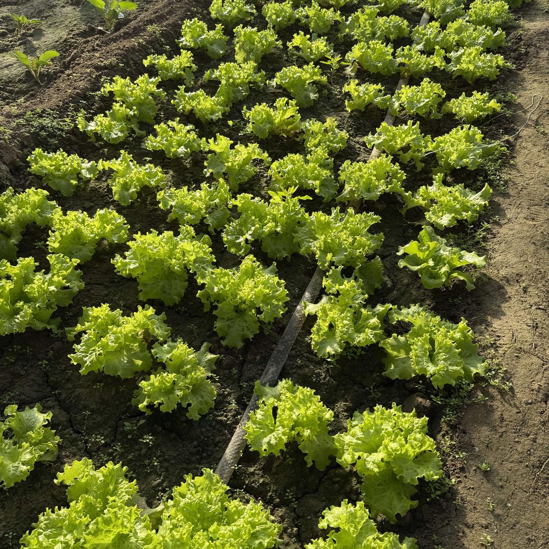 星湖园生态汤泉宠粉号