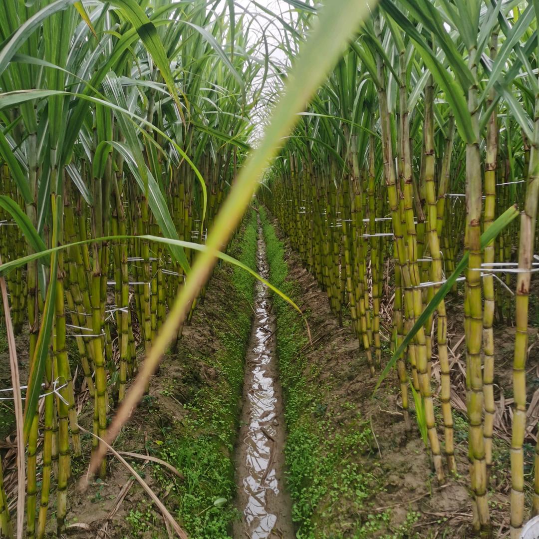 马兰老兵甘蔗园官方号