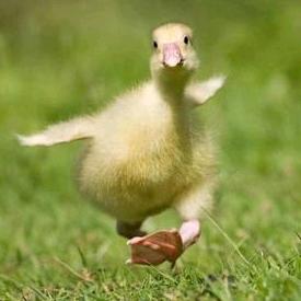 凤威河鲜馆官方号