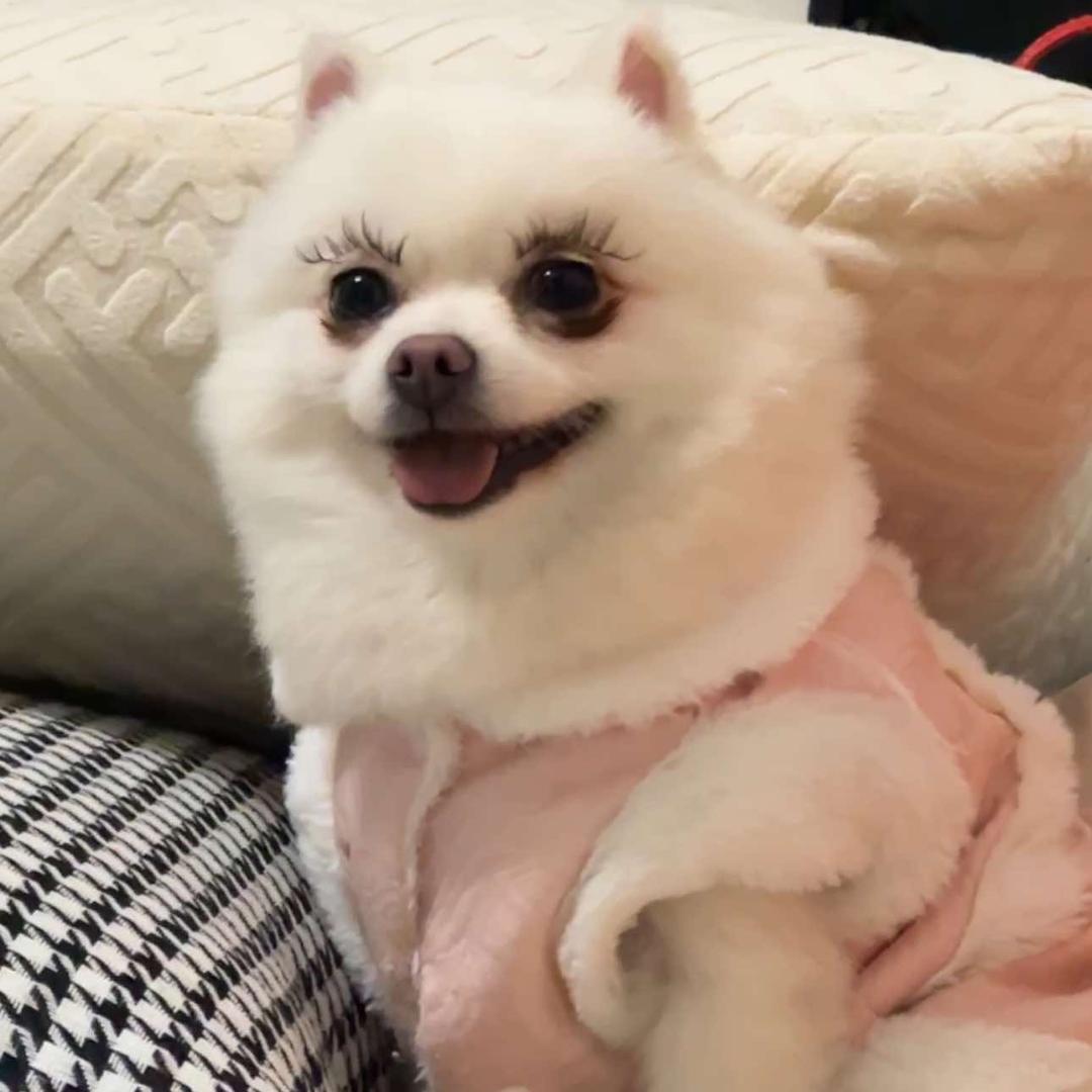儋州那大后宫宠物服务店
