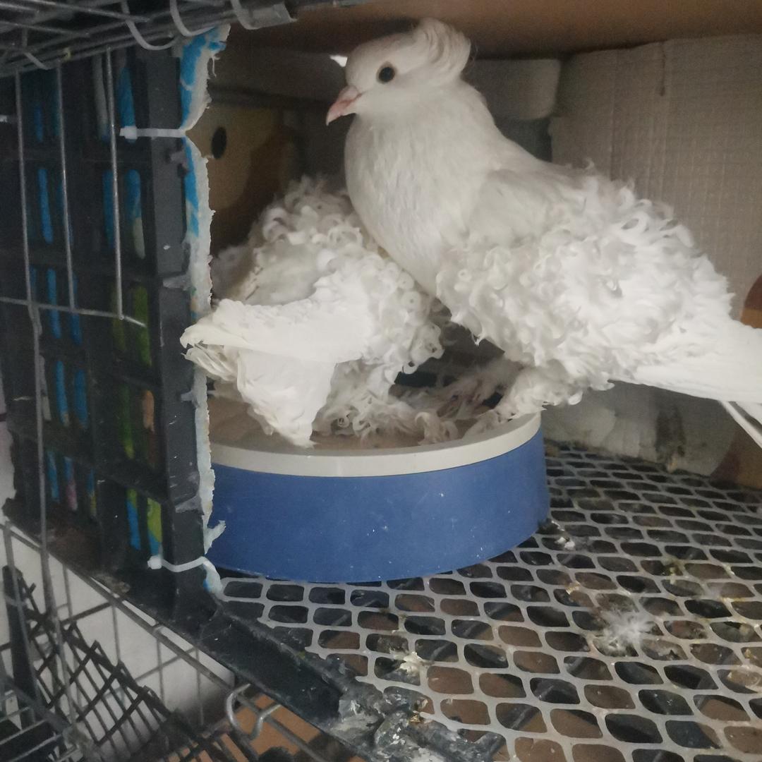 苏记甲鱼煲官方号