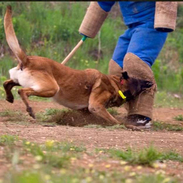 (五河巅峰犬舍)朱哥带你看马犬