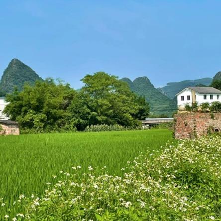 问道野猪is直播号