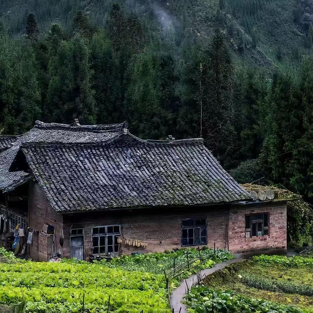 倩秀凌直播号