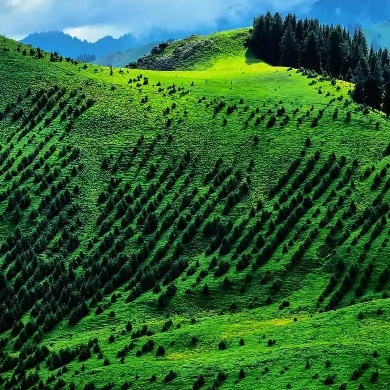 武汉派坚电子商务有限公司直播号