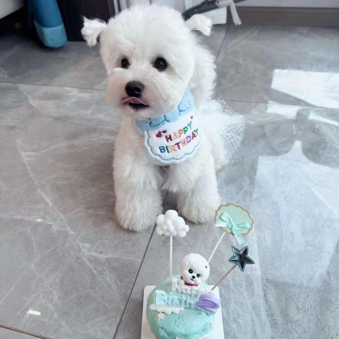 YoTa宠物鲜食烘焙坊