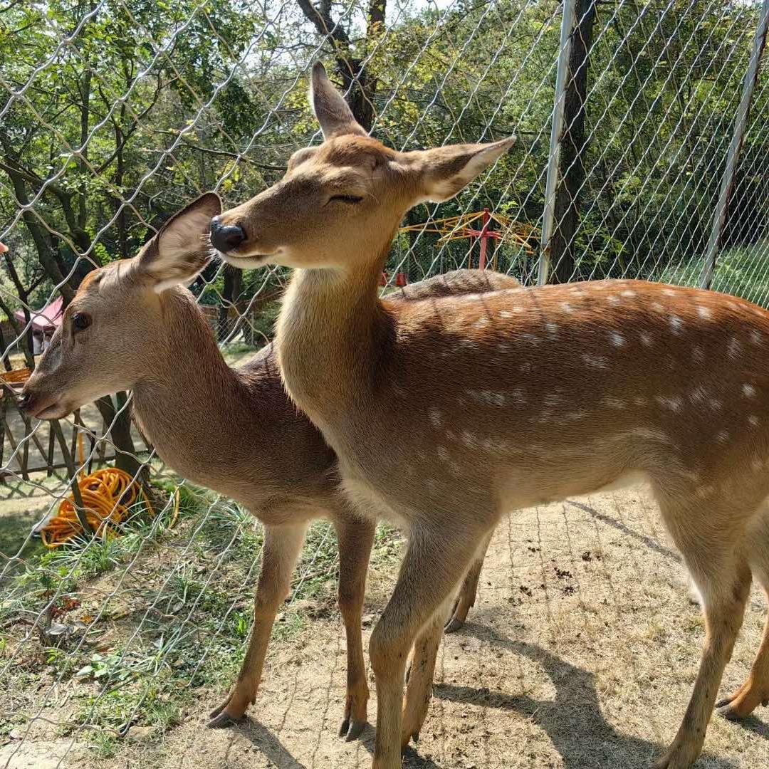 三门县鹿鸣谷农场官方号