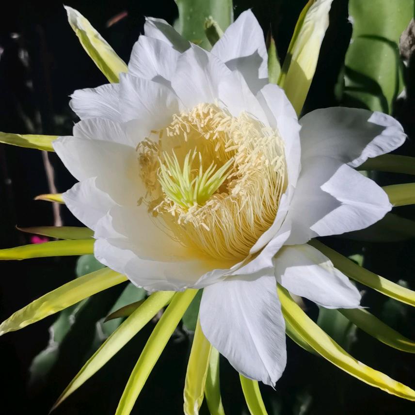 钱忠村火龙果基地(火龙果采摘园)官方号