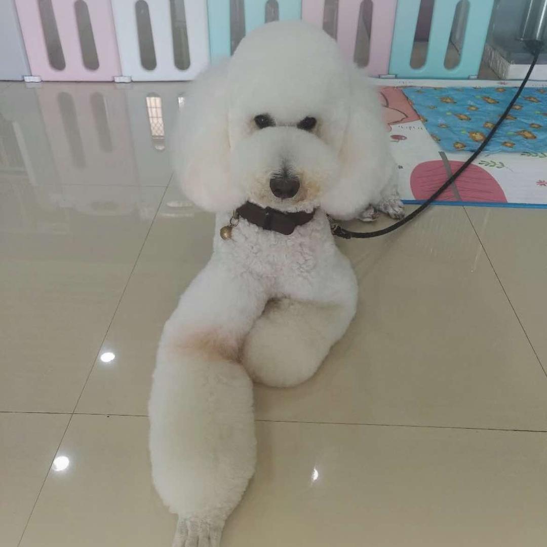 金林区可萌宠物店