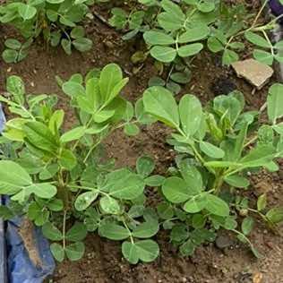 馨碓小美百货号