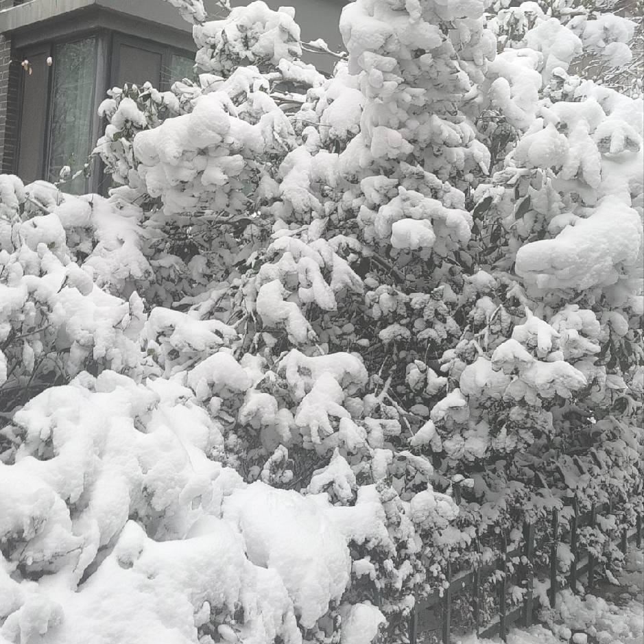 极昂数码直播号