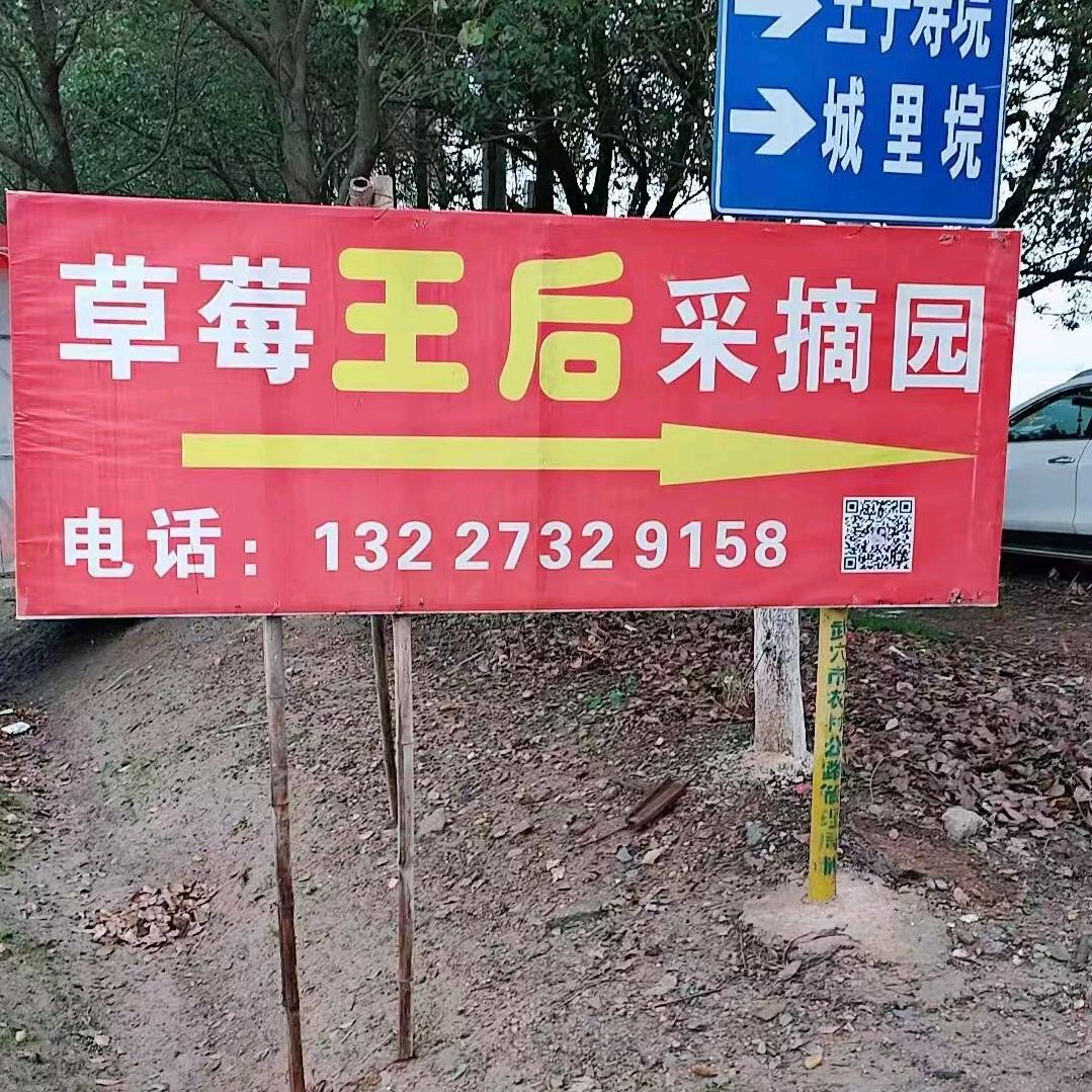 草莓王后采摘园官方号