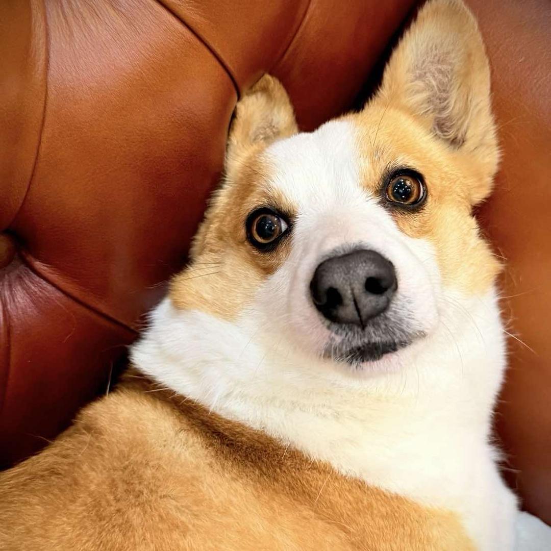 酸小七店长蛋卷