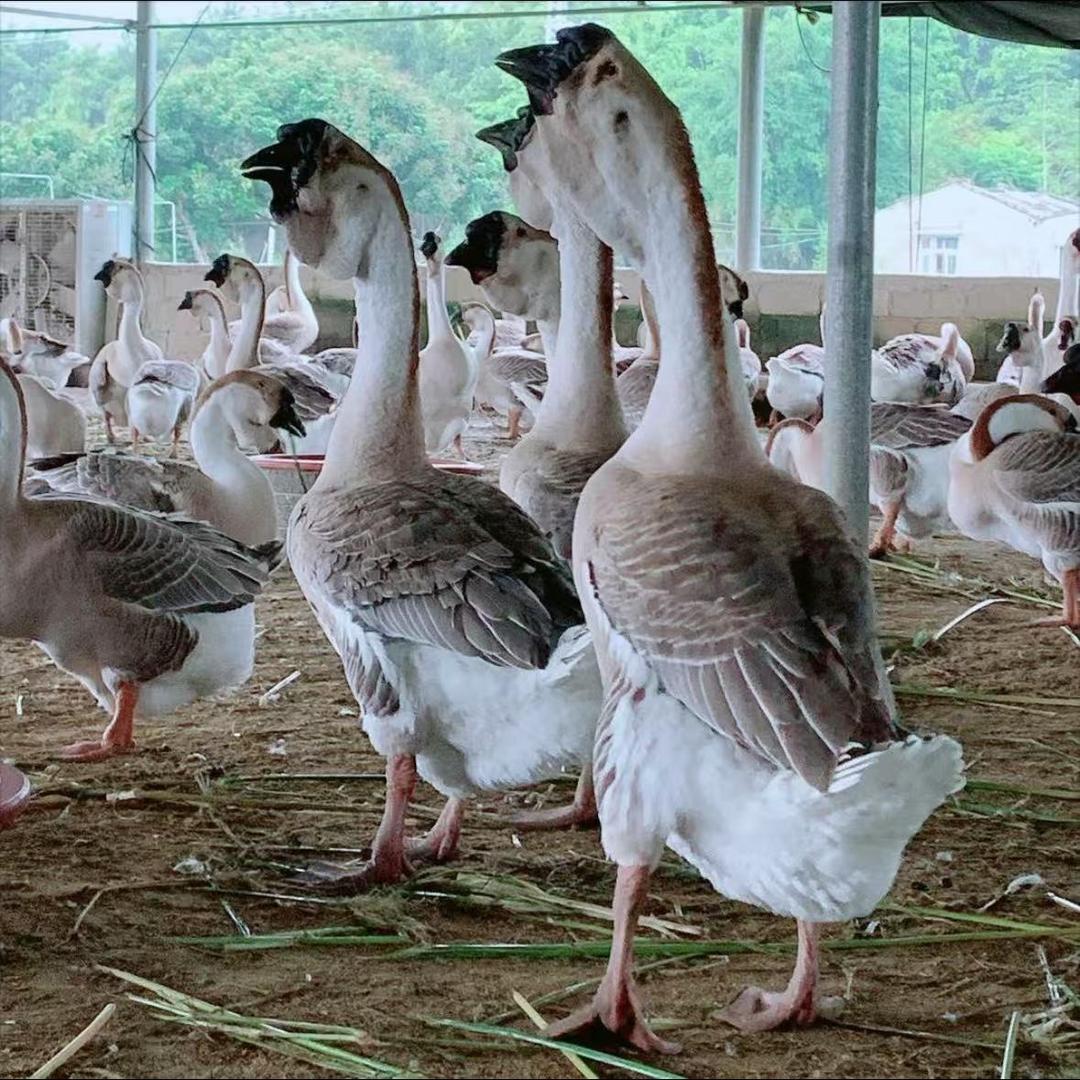 林姐狮头直播号