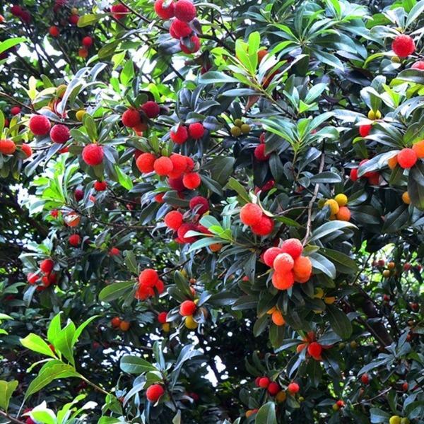 大冲杨梅园东安鸡