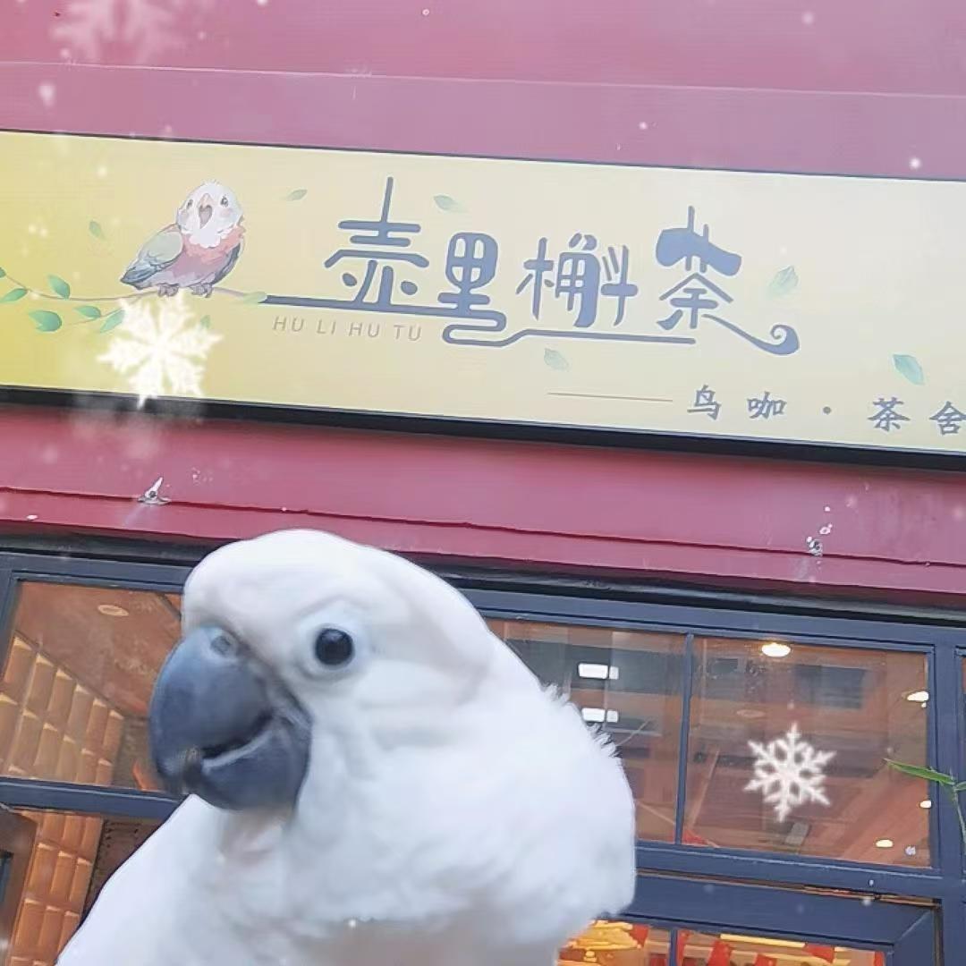 昆明鸟咖-壶里槲（hu）荼鸟咖