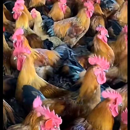 皖北朱家地锅鸡西环中心广场南区店