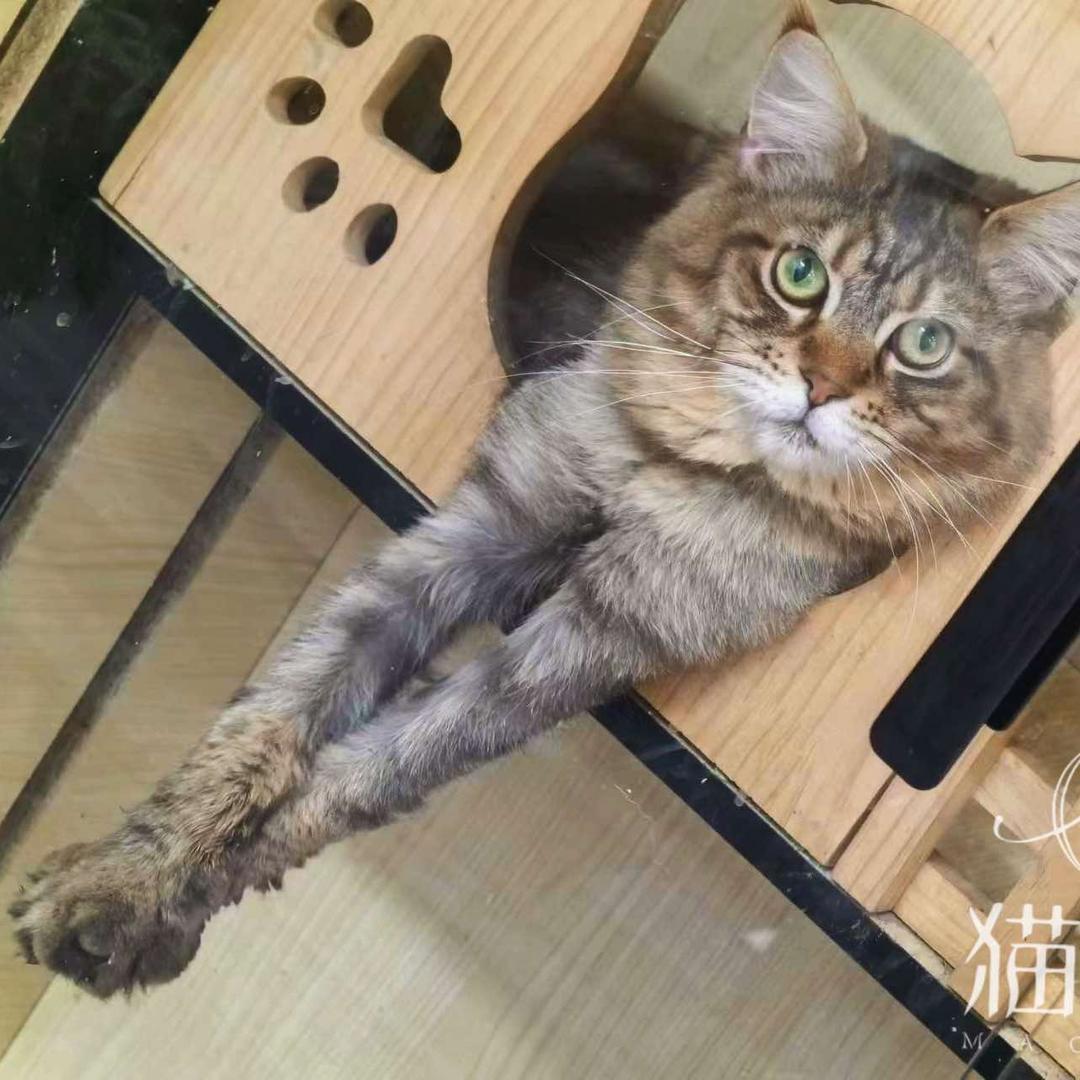 大猫美甲师