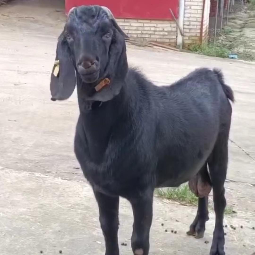 佳辉黑山羊养殖