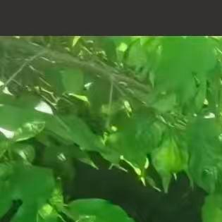 淆袒沽5号