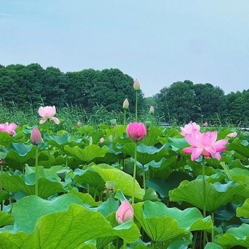 广州纷忒商贸宠粉号