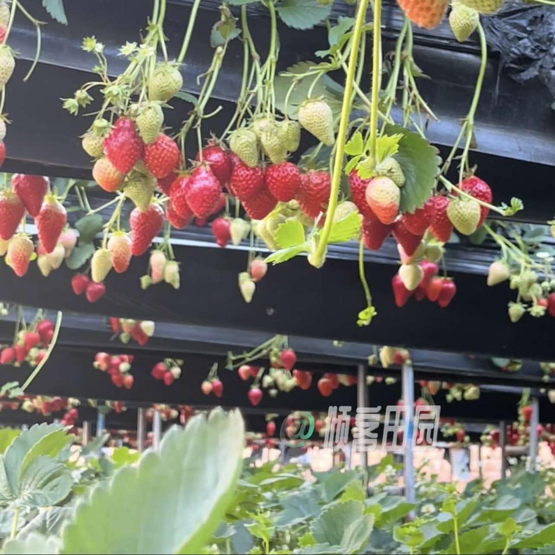 六十九团空中草莓乐园官方号