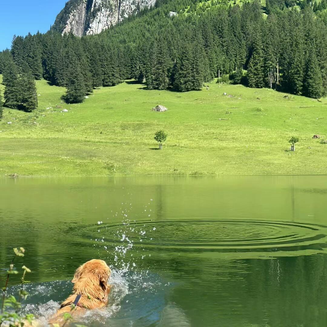 梦动想829厘米直播号