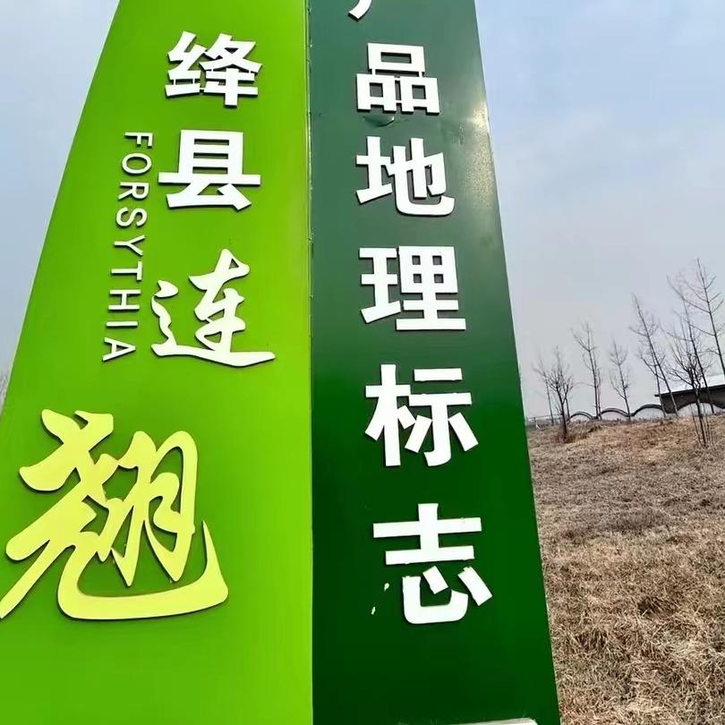 千亩连翘苗酸枣苗基地