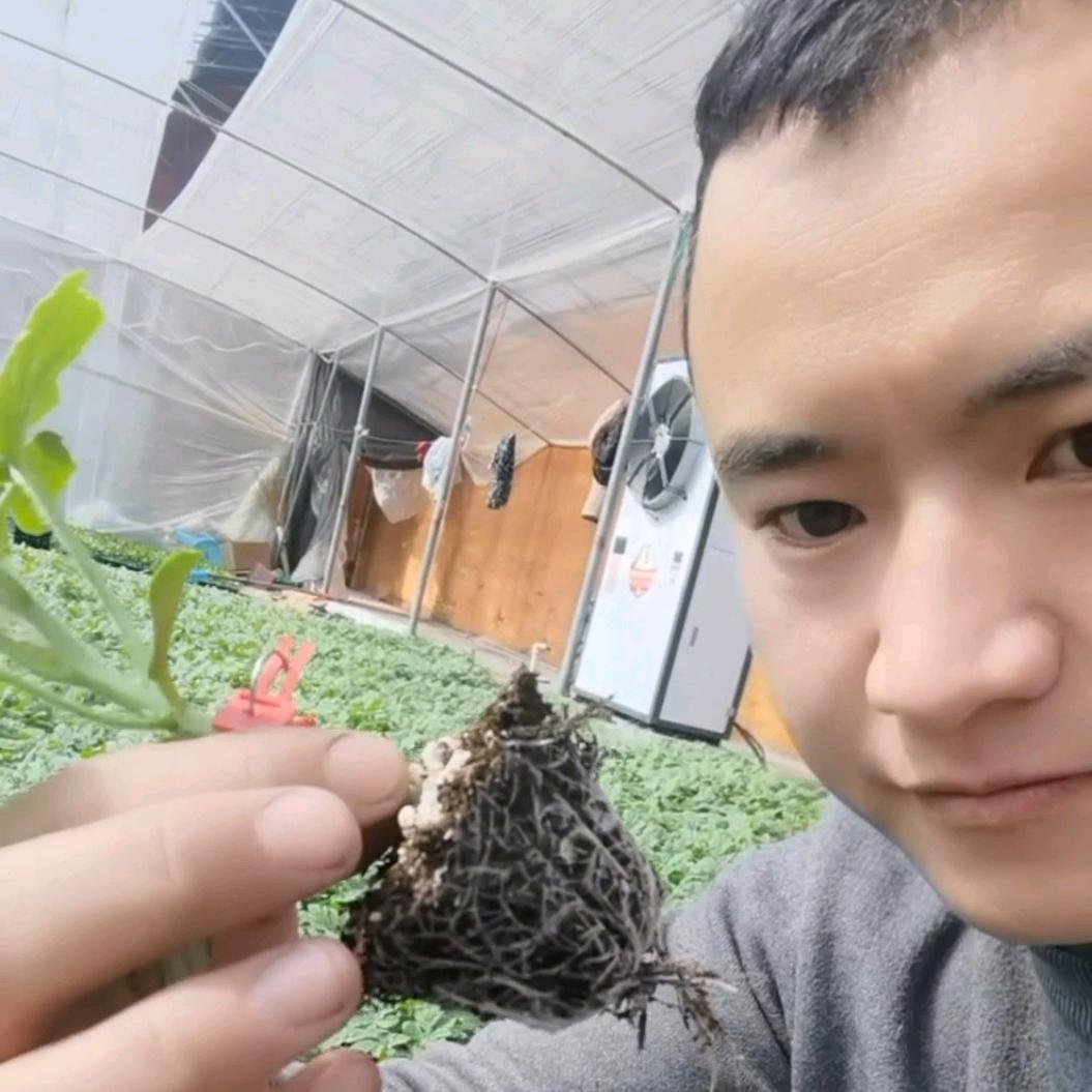 同心种苗官方号