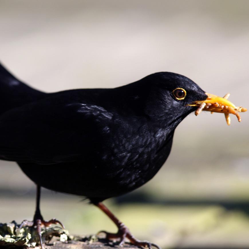 毫美俏八哥直播号