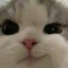 猫猫咪呀~！