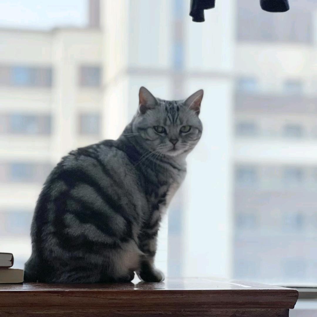 胖崽创意设计店官方号