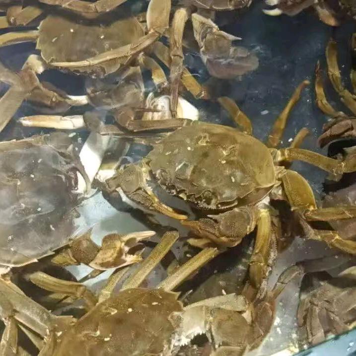 渔你相约大闸蟹专用号