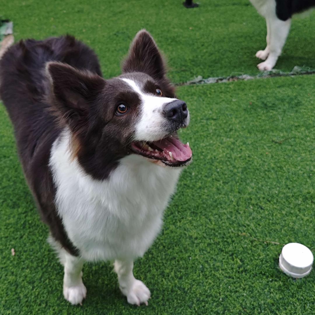 三亚伊飞宠天宠物乐园小助理