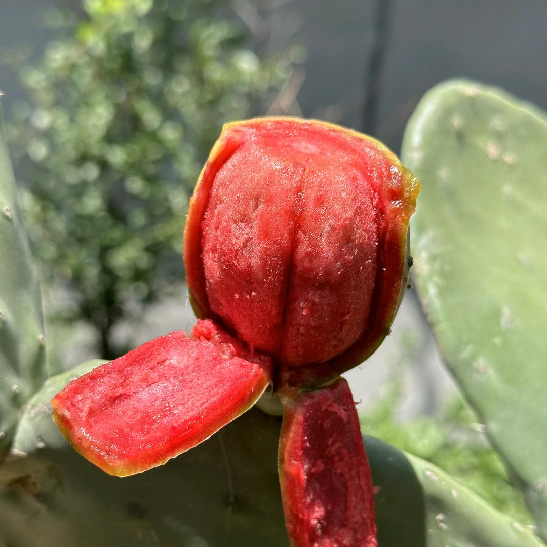 巧家县巧农人仙人掌培植园