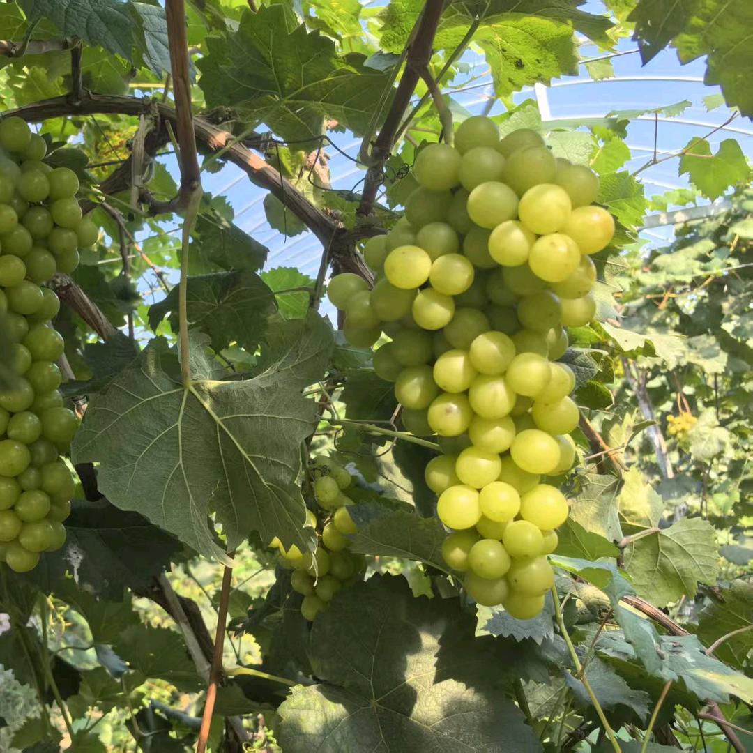 河东峻茂水果采摘园官方号