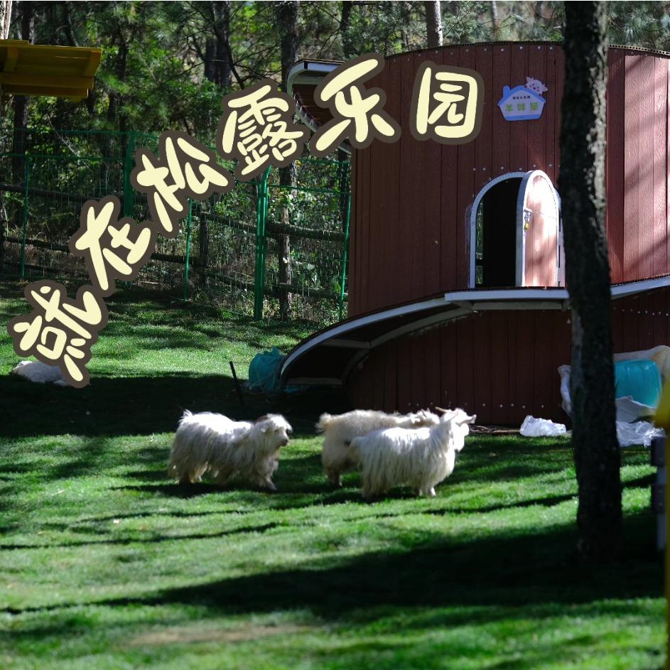 就 在 松 露 乐 园