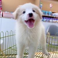 九龙坡区优宠家宠物销售馆