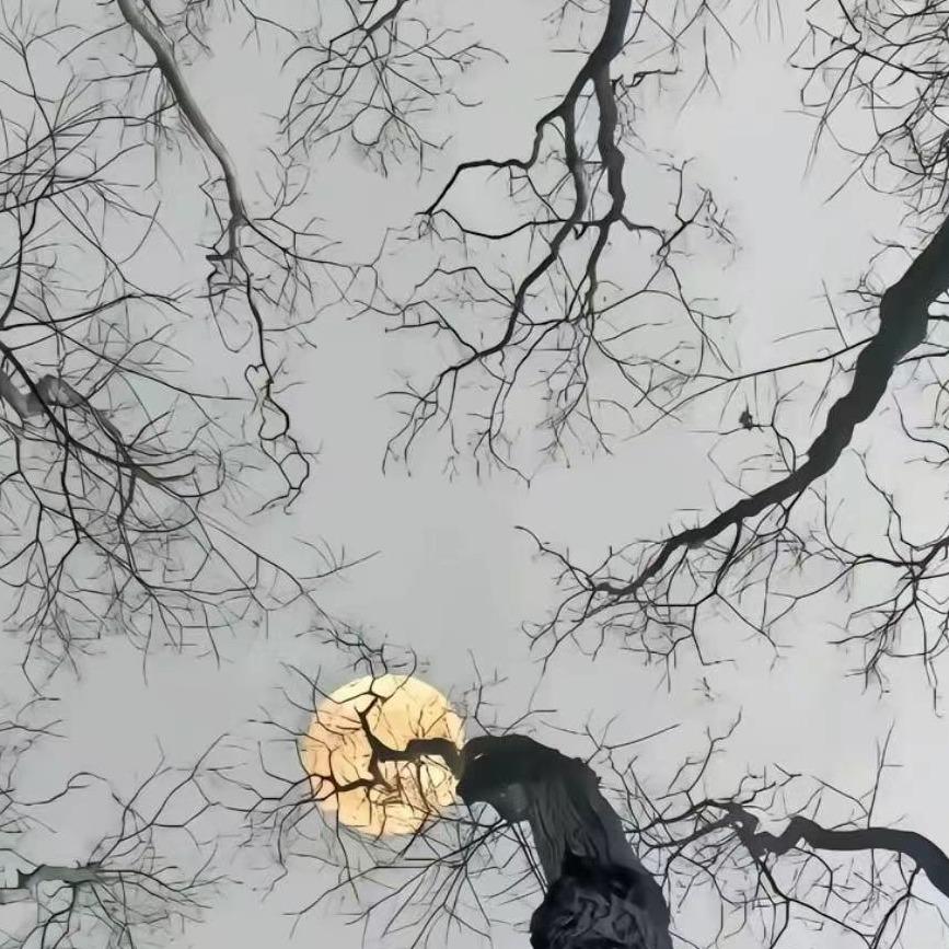 嗒宇晟直播号