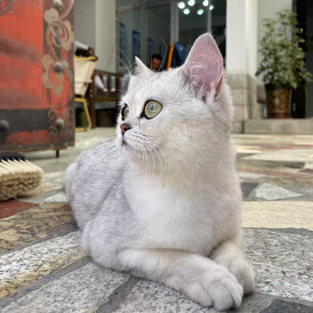 安陌甄选直播号