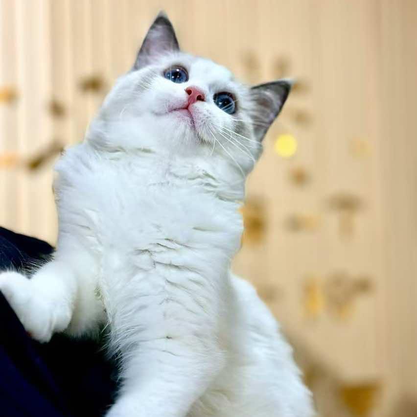 贵阳花果园小丫宠物